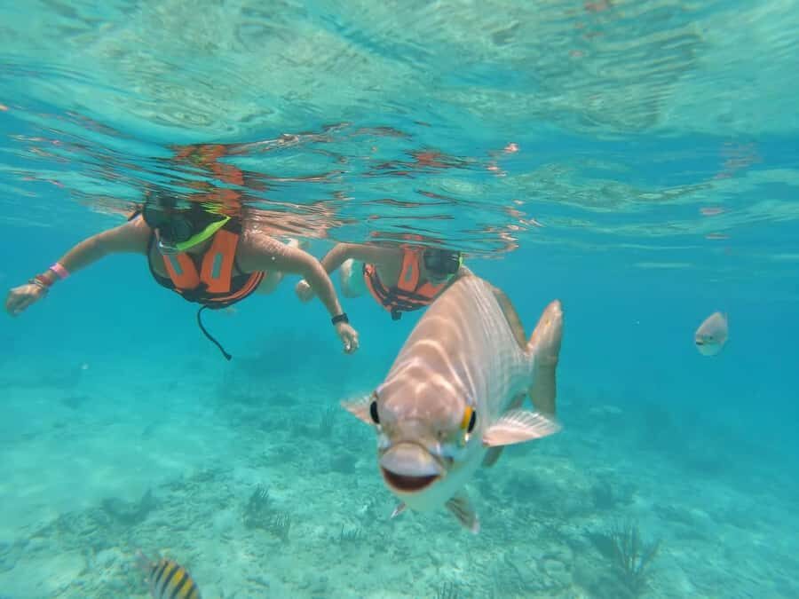 Akumal Beach: Ecologic Turtle Snorkeling Tour & Gopro Photos - Photos and GoPro Memories: The Best Souvenir, With a Visibility Catch