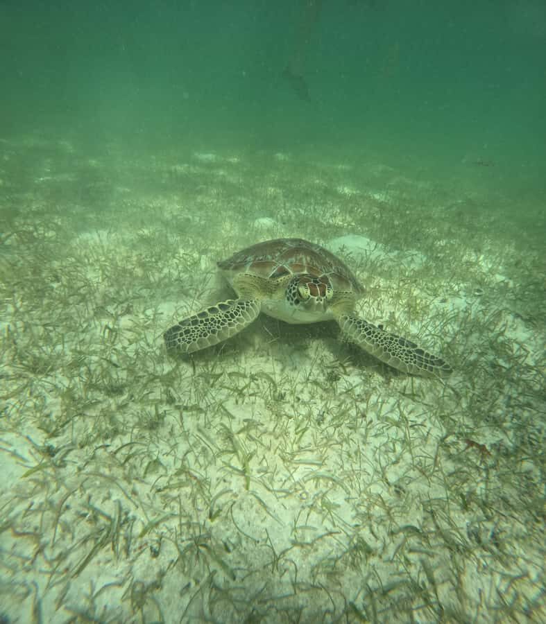 Akumal Beach: Ecologic Turtle Snorkeling Tour & Gopro Photos - The Beach Setup Afterward: Turn 90 Minutes Into a Full Day