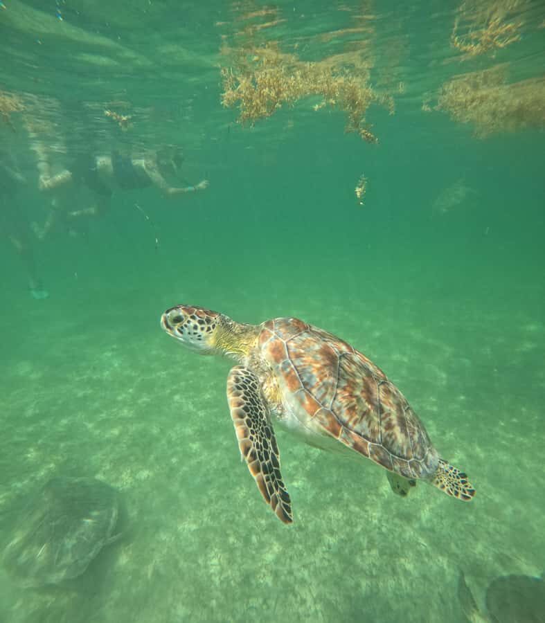 Akumal Beach: Ecologic Turtle Snorkeling Tour & Gopro Photos - Value for $43: Why This Pricing Works