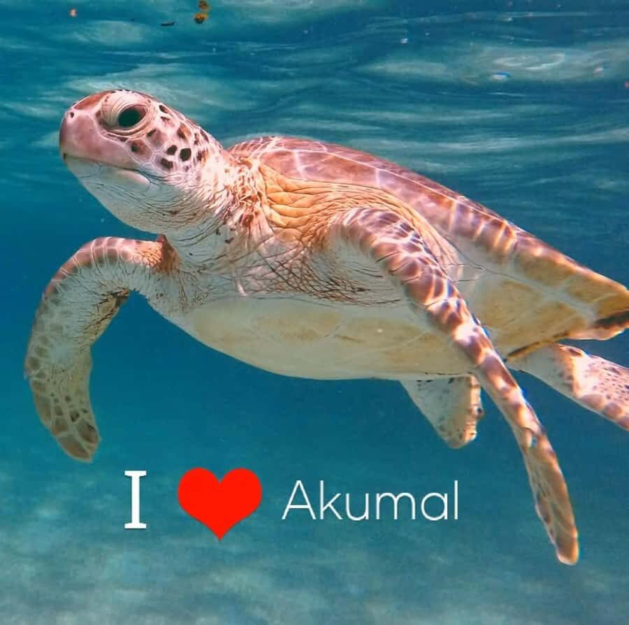 Akumal Beach: Ecologic Turtle Snorkeling Tour & Gopro Photos - Meeting at 7 Eleven: Getting Started Without Chaos