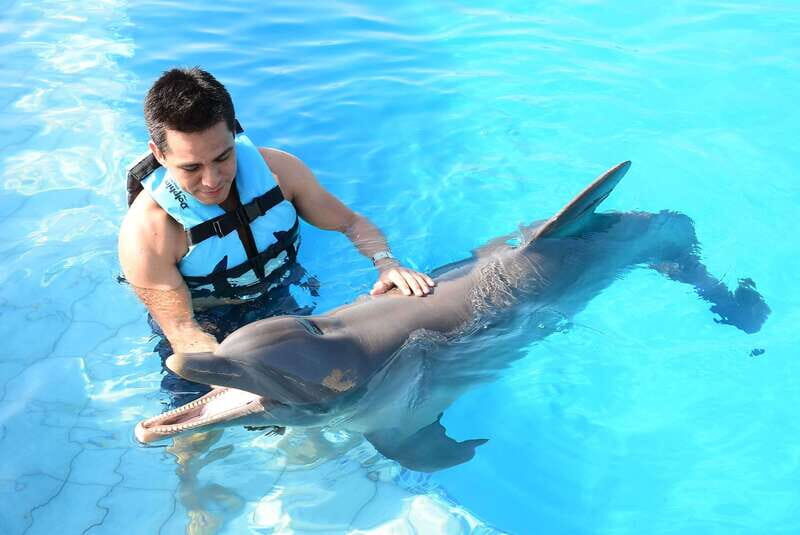 Akumal: Dolphin Encounter - Key Highlights You Should Know Before You Go