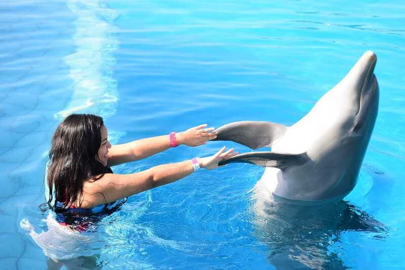 Akumal: Dolphin Encounter - Rules That Matter: Cameras, Sunscreen, and Height Requirements