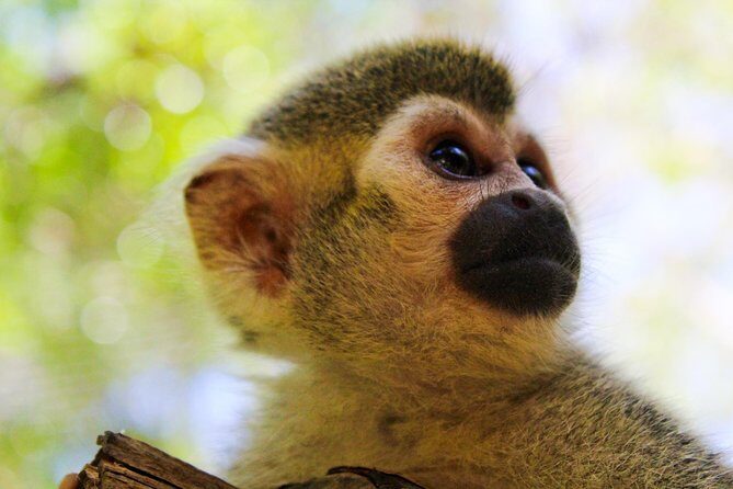 Akumal Monkey Sanctuary - Price and Time: Is This a Good Use of a Playa del Carmen Half Day?