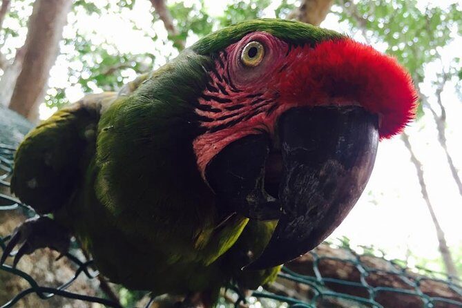 Akumal Monkey Sanctuary - Your Guide Can Turn It Into a Story: Angel, Siri, Marcos, and More