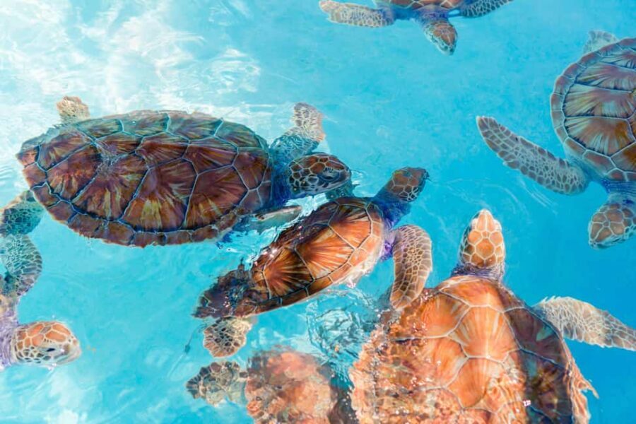 Akumal: Snorkel with Marine Fauna and an Expert Guide - Key Highlights You’ll Feel Fast