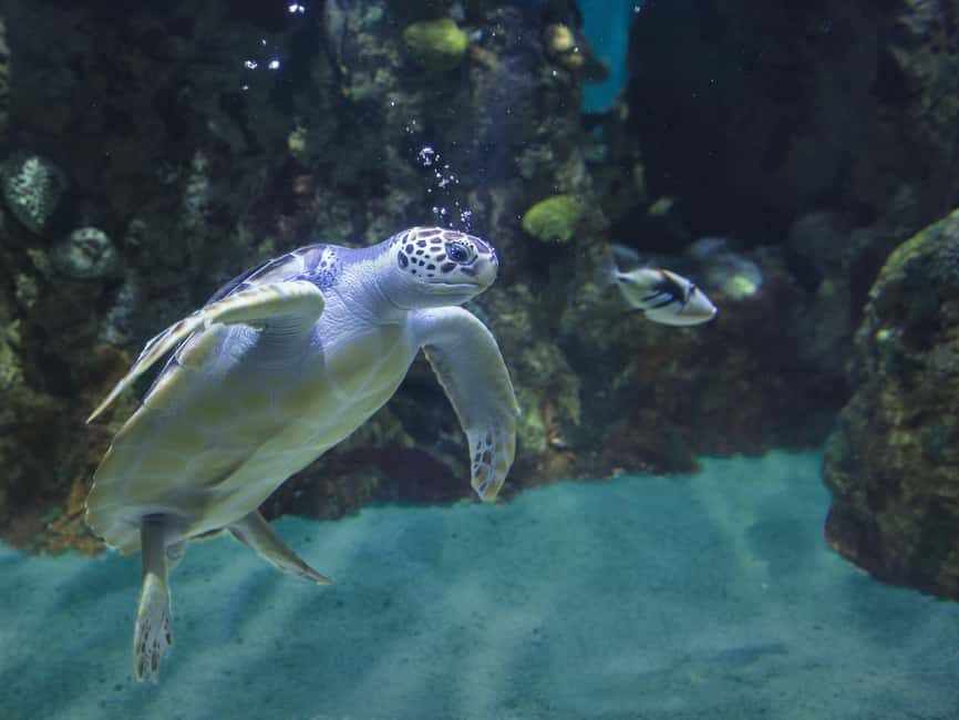 Akumal: Snorkel with Marine Fauna and an Expert Guide - The Guided Snorkel in Tsuuk Akumal Natural Park
