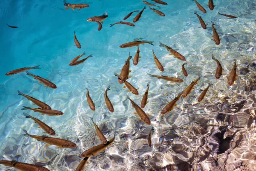 Akumal: Snorkel with Marine Fauna and an Expert Guide - What You’ll See Underwater: Fish, Corals, Rays, and Sea Turtles