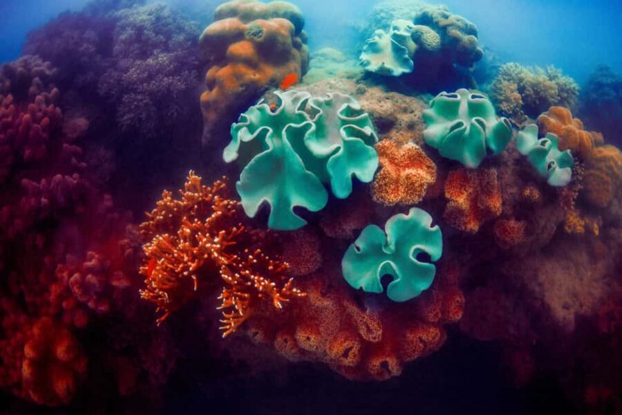 Akumal: Snorkel with Marine Fauna and an Expert Guide - Respect Rules That Actually Improve Your Experience