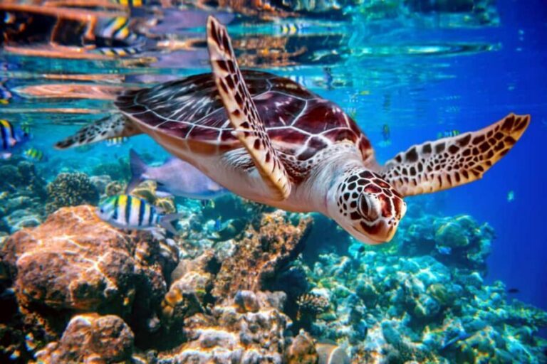 Akumal: Snorkel with Marine Fauna and an Expert Guide - Getting Started at Oxxo Mar Azul: Quick Briefing, Real Focus