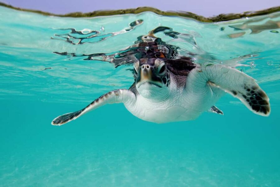 Akumal: Snorkel with Marine Fauna and an Expert Guide - Who This Tour Suits Best in Real Life