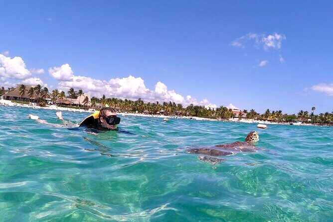Akumal; Snorkeling and Photos with Turtles - Entering the Protected Turtle Area: What Happens Once You’re in the Water