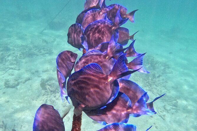 Akumal; Snorkeling and Photos with Turtles - GoPro Photo Album: Free, Creative, and Not 100 Percent Guaranteed