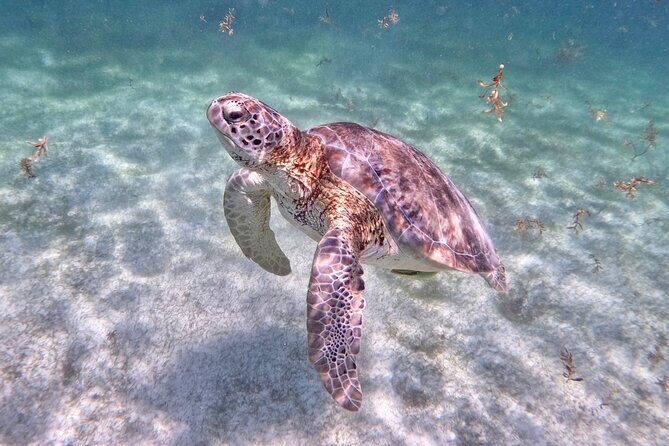 Akumal; Snorkeling and Photos with Turtles - Price and Value: The Real Cost After the Extra Bracelet