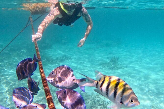 Akumal; Snorkeling and Photos with Turtles - Safety and Swimmer Level: Vest Help, but You Still Need to Swim