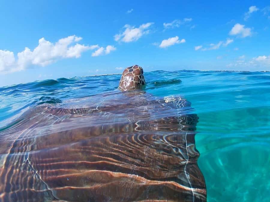Akumal: Swim with Sea Turtles and Coral Reefs. - Key points at a glance
