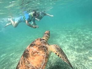 Akumal: Swim with Sea Turtles and Coral Reefs. - Safety Briefing First: How the Tour Keeps You and the Turtles Safe