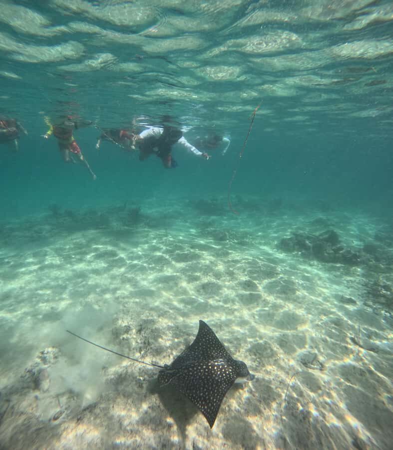Akumal: Swim with Sea Turtles and Coral Reefs. - Best Times to Go: When Water Clarity and Crowds Matter