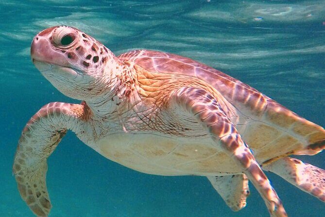Akumal Turtles Snorkeling and GoPro pictures - Key things that make this snorkeling trip work