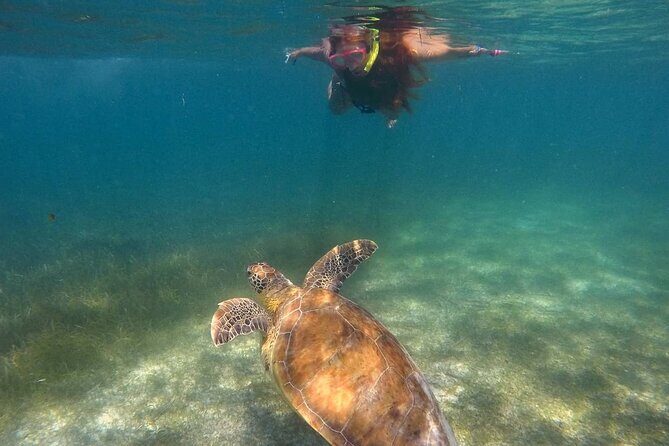 Akumal Turtles Snorkeling and GoPro pictures - Meeting at 7‑Eleven Akumal: the start feels simple and close to town