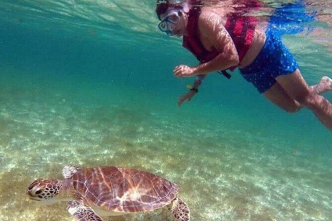Akumal Turtles Snorkeling and GoPro pictures - Price and value: the tour cost plus the Akumal access ticket