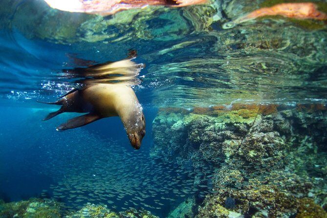 All-Inclusive catamaran Espiritu Santo Island Tour from Los Cabos - Getting Started: Pickup, Minivan Ride, and Your Morning on the Water