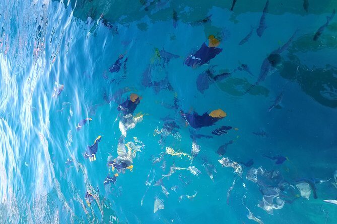 Arch Tour with Amazing Captain in Cabo San Lucas - The “glass-bottom” truth: what you’ll see under the water