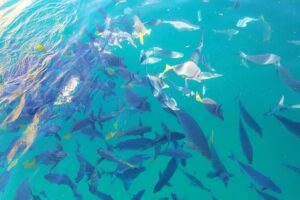Arch Tour with Amazing Captain in Cabo San Lucas - Dock 1 to the Arch: how the 45-minute route actually plays