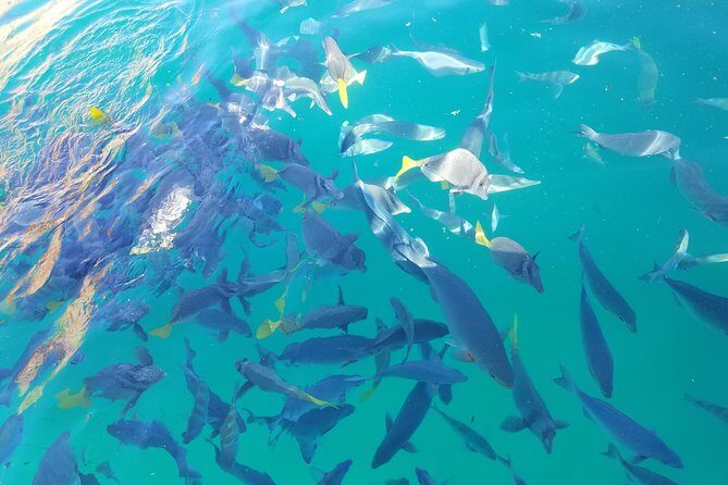Arch Tour with Amazing Captain in Cabo San Lucas - Dock 1 to the Arch: how the 45-minute route actually plays