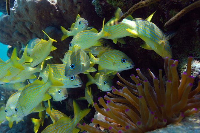 ATV Single & Zip Line from Cancun - Underground River and Snorkeling: What You’ll Actually Do in the Water