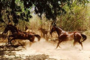 Award-winning Private Classic Horseback Ride - Morning 9:30 vs afternoon 2:00: what changes