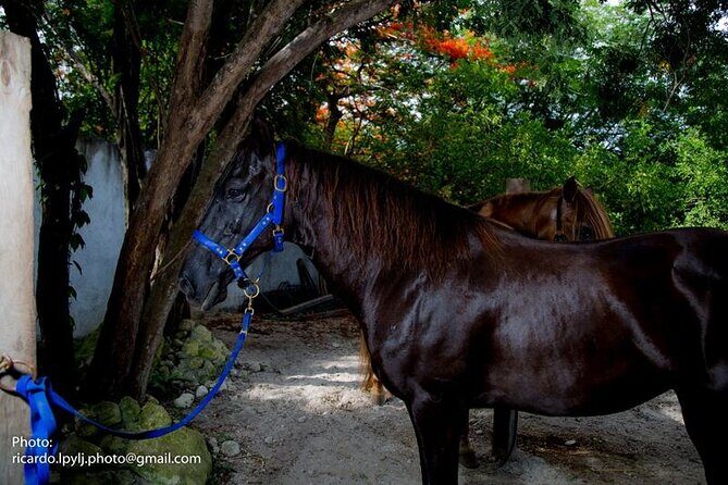 Award-winning Private Classic Horseback Ride - What the trail is like: narrow jungle paths, wider stretches, and a midway stop