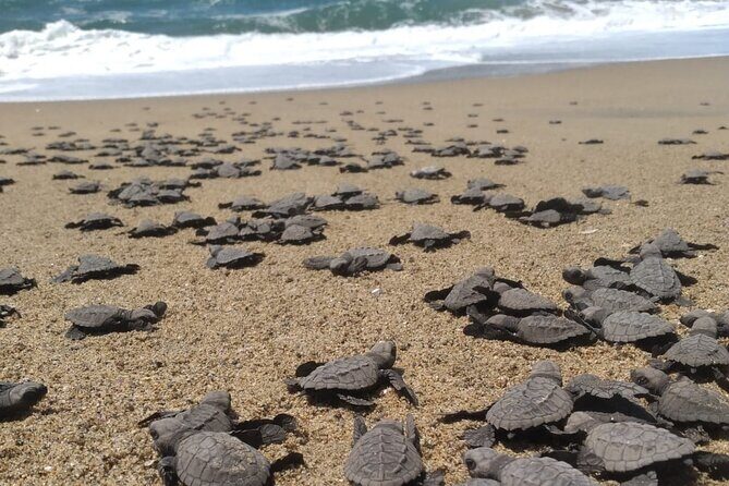 Baby Sea Turtle Releasing Sightseeing Tour with Luis de la Maza - Key highlights at a glance