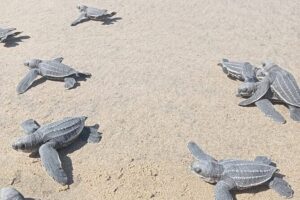 Baby Sea Turtle Releasing Sightseeing Tour with Luis de la Maza - Hotel Pickup and the Ride South to the Turtle Program
