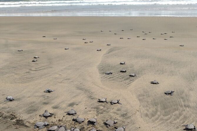 Baby Sea Turtle Releasing Sightseeing Tour with Luis de la Maza - Nest Finds: Seeing an Egg and Then Waiting for Hatchlings