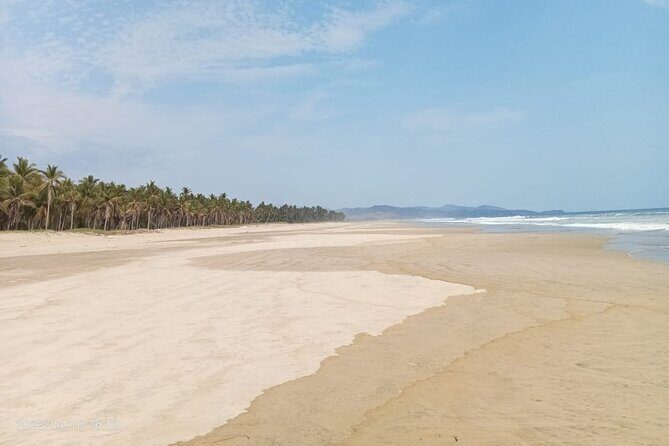Baby Sea Turtle Releasing Sightseeing Tour with Luis de la Maza - The Release Moment: Wet Sand, 25 Feet, and the Race to the Ocean