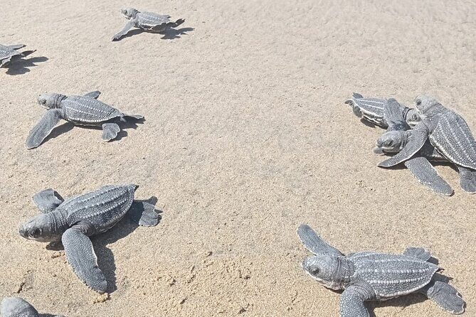 Baby Sea Turtle Releasing Sightseeing Tour with Luis de la Maza - Hotel Pickup and the Ride South to the Turtle Program