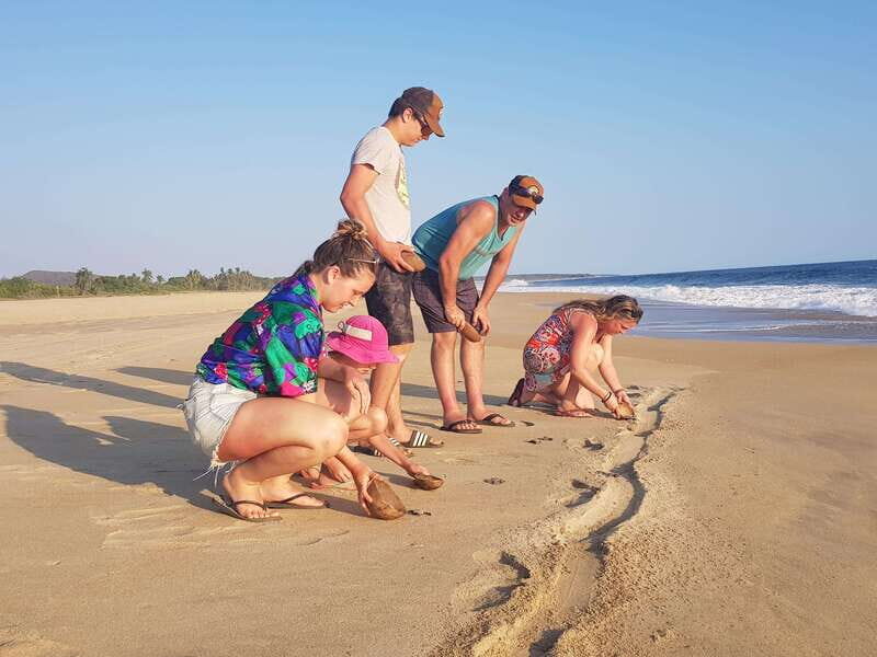 Baby Sea turtles release in Puerto Escondido - Key highlights to know before you go