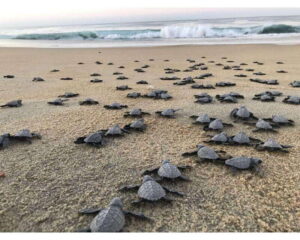 Baby Sea turtles release in Puerto Escondido - The 16:00 pick-up and sunset timing (why it starts early)