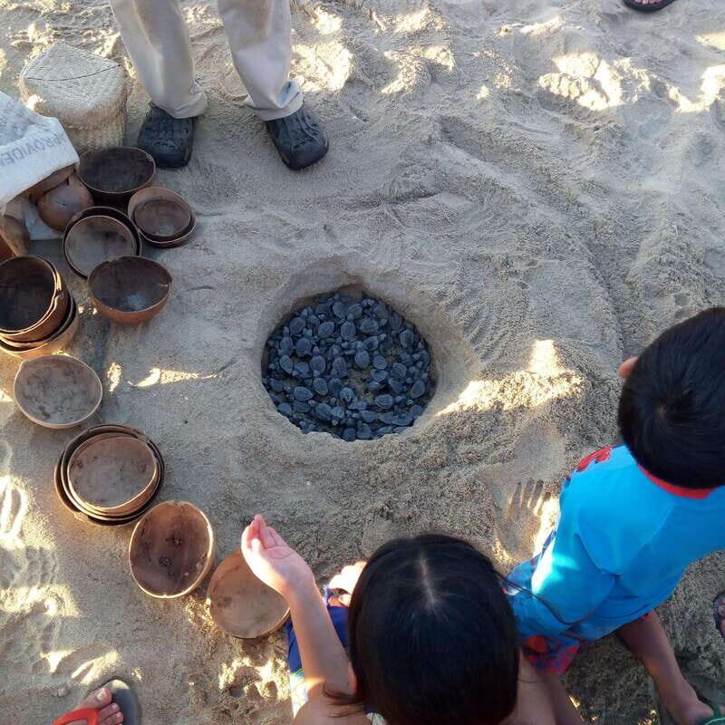 Baby Sea turtles release in Puerto Escondido - Inside the incubation camp: what you’ll learn about Olive Ridley, Green/black, and Leatherback
