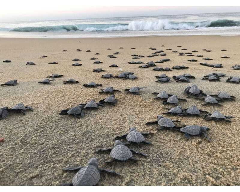 Baby Sea turtles release in Puerto Escondido - Price and value: is $51 per person worth it?