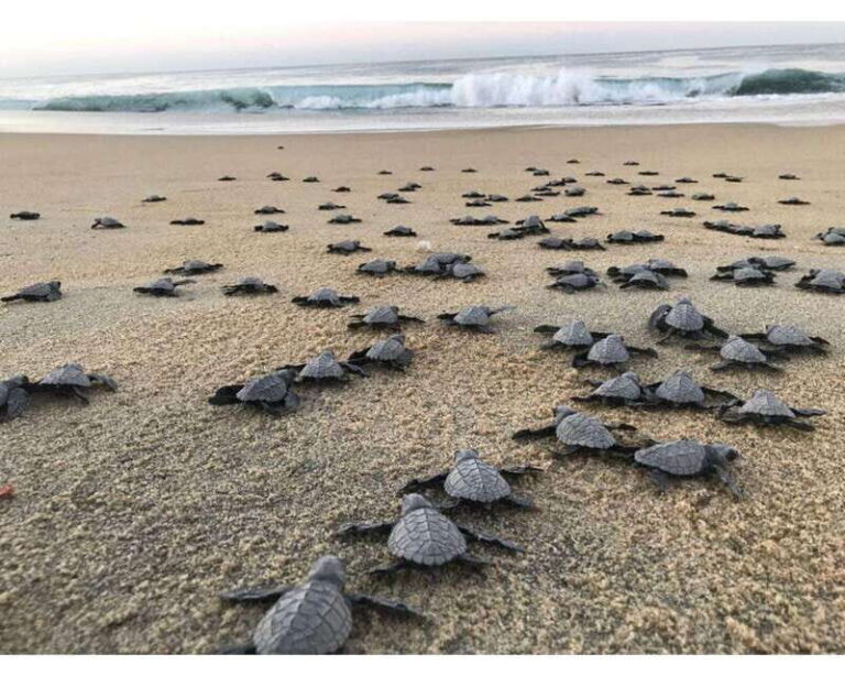 Baby Sea turtles release in Puerto Escondido - The 16:00 pick-up and sunset timing (why it starts early)