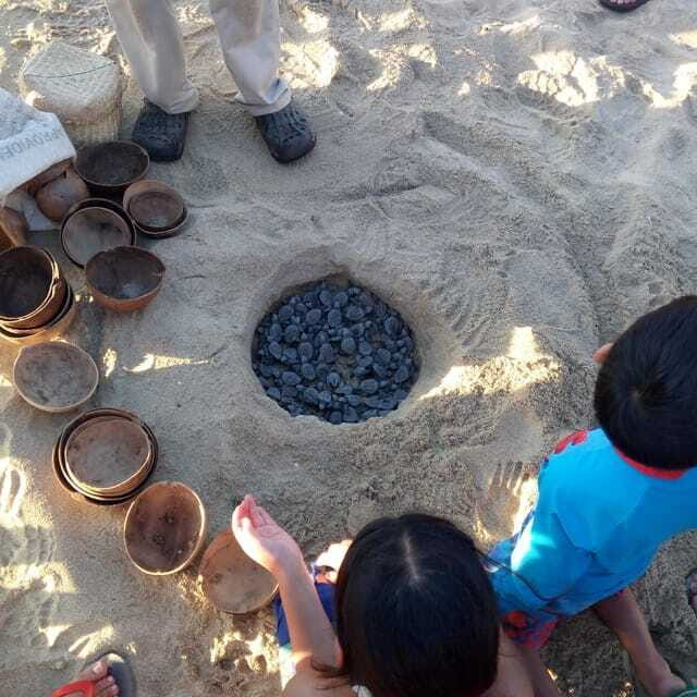 Baby Sea turtles release in Puerto Escondido - What to bring (and the small things that matter on the sand)