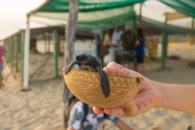 Baby Turtle Release Tour + Pick up + Courtesy in Puerto Escondido! - Why a hatch-and-release at Playa Bacocho feels real