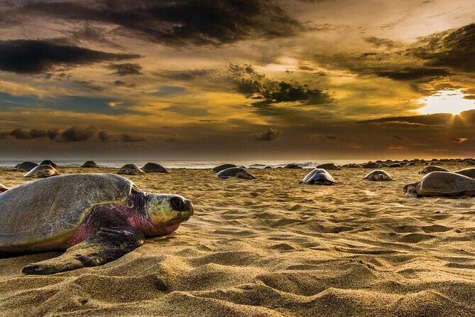 Baby Turtle Release Tour + Pick up + Courtesy in Puerto Escondido! - The beach release: cheering is optional, the turtle’s job is not