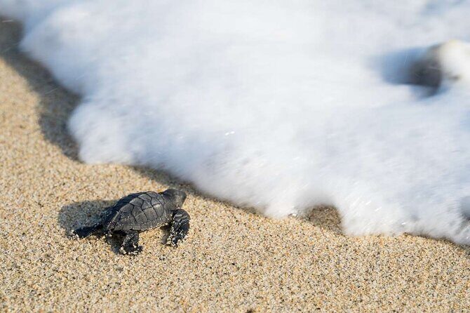 Baby Turtle Release Tour + Pick up + Courtesy in Puerto Escondido! - What to bring (and what will make the staff’s job easier)
