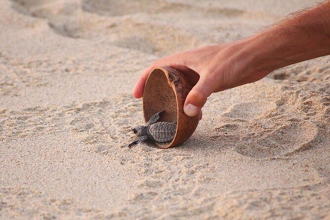Baby Turtle Release Tour + Pick up + Courtesy in Puerto Escondido! - Who this tour suits best in Puerto Escondido