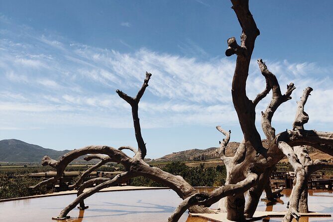 Baja Tour Guide wine tour - Key things I’d watch for