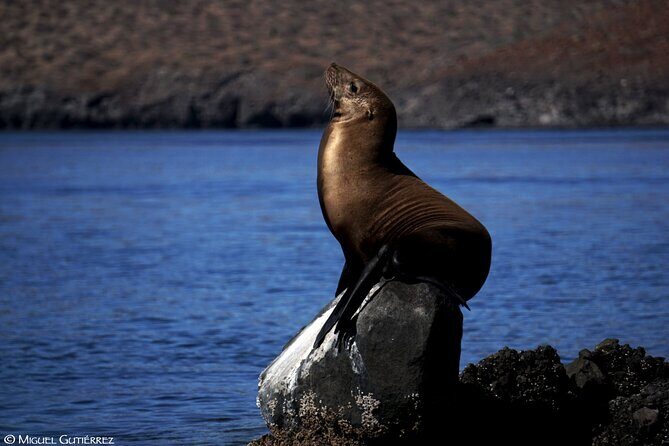 Balandra Private Boat Tour - San Rafaelito Island snorkeling: sea lions and a reef you can actually see