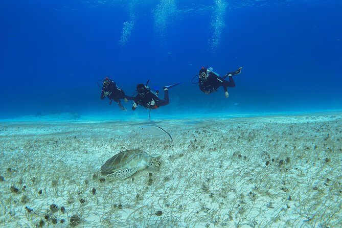 Basic Diver - Bautismo - Before Anything Happens: Meeting Point and Timing That Keep You Sane