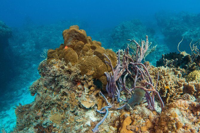 Basic Diver - Bautismo - Going Out to the Ocean: Two Reef Sessions in Playa del Carmen